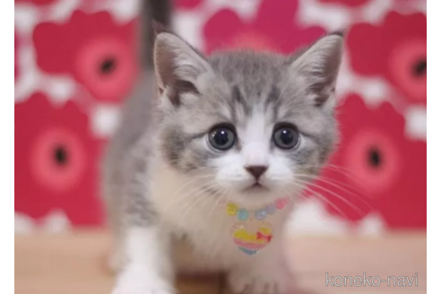 成約済の東京都のマンチカン-101309の5枚目